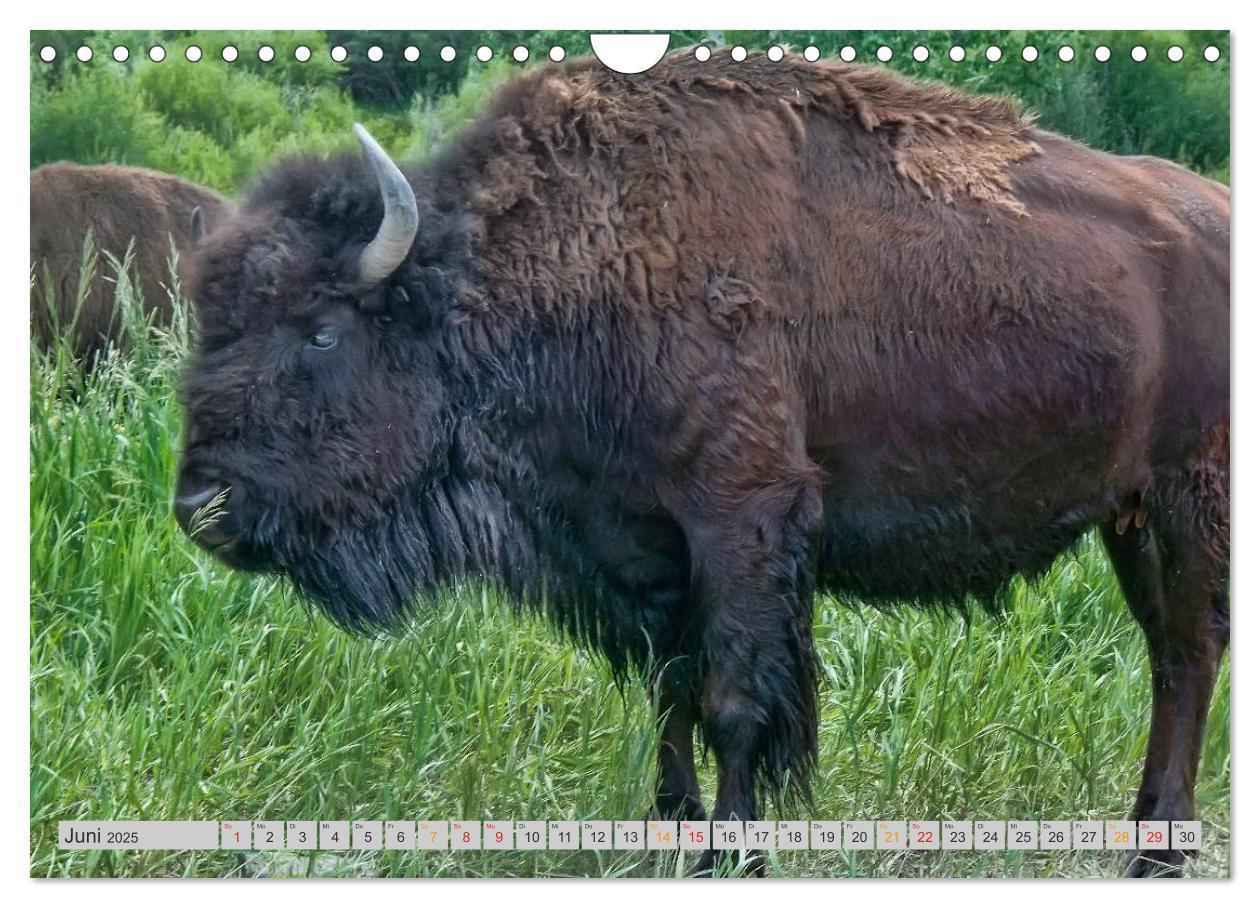 Bild: 9783435580552 | Bison und Wisent - Riesen mit unbändiger Kraft (Wandkalender 2025...