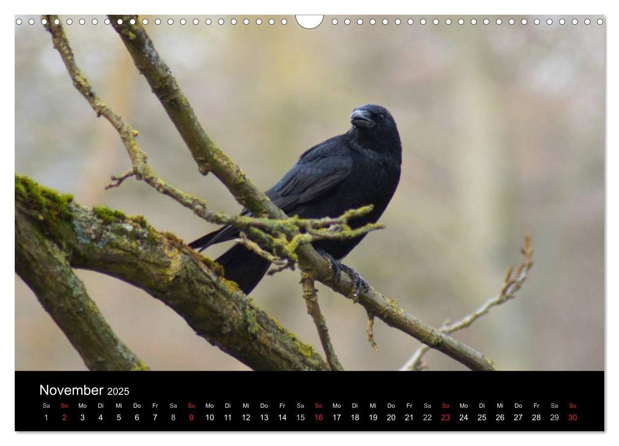 Bild: 9783435811373 | Das Leben der Rabenvögel (Wandkalender 2025 DIN A3 quer), CALVENDO...