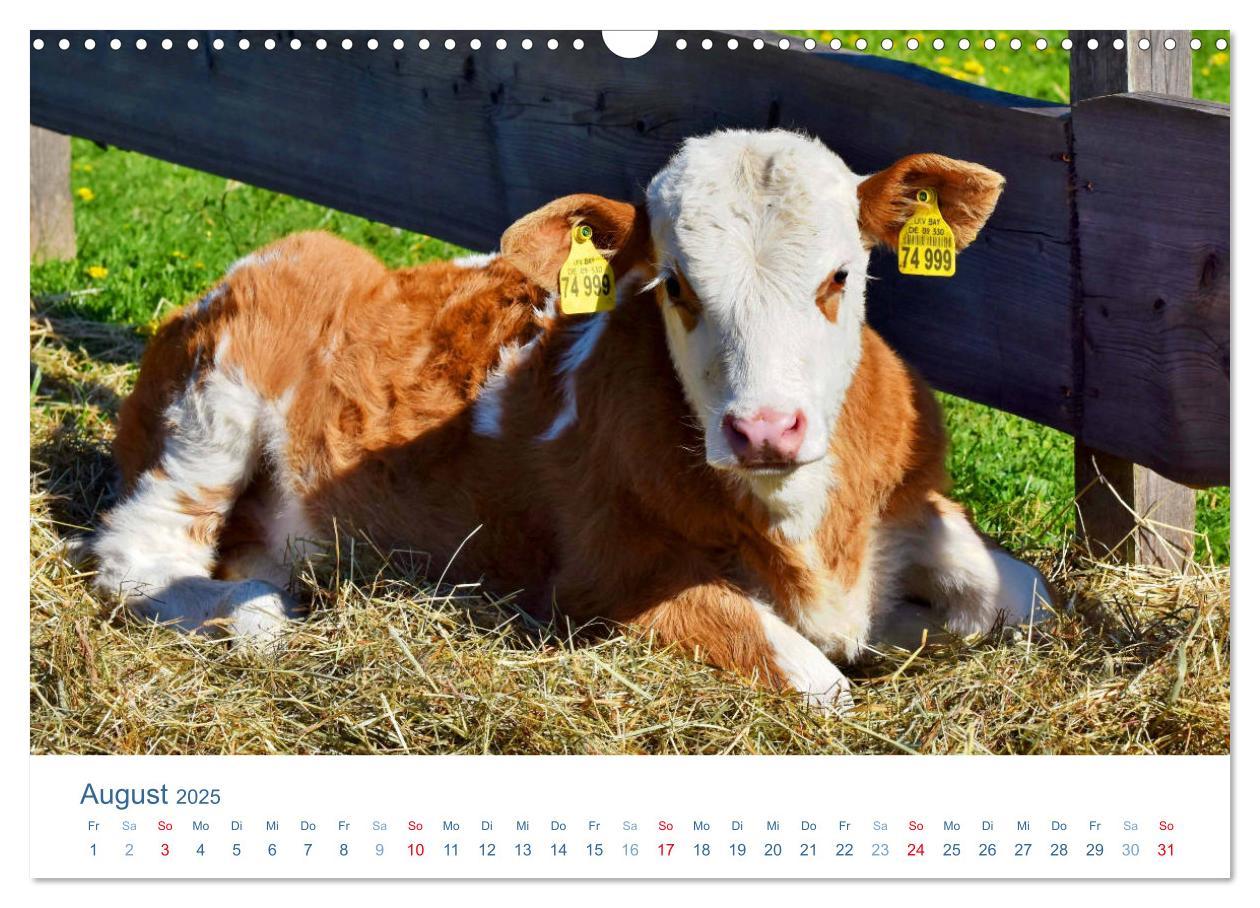 Bild: 9783435494064 | Tierisches Leben auf dem Bauernhof 2025 (Wandkalender 2025 DIN A3...