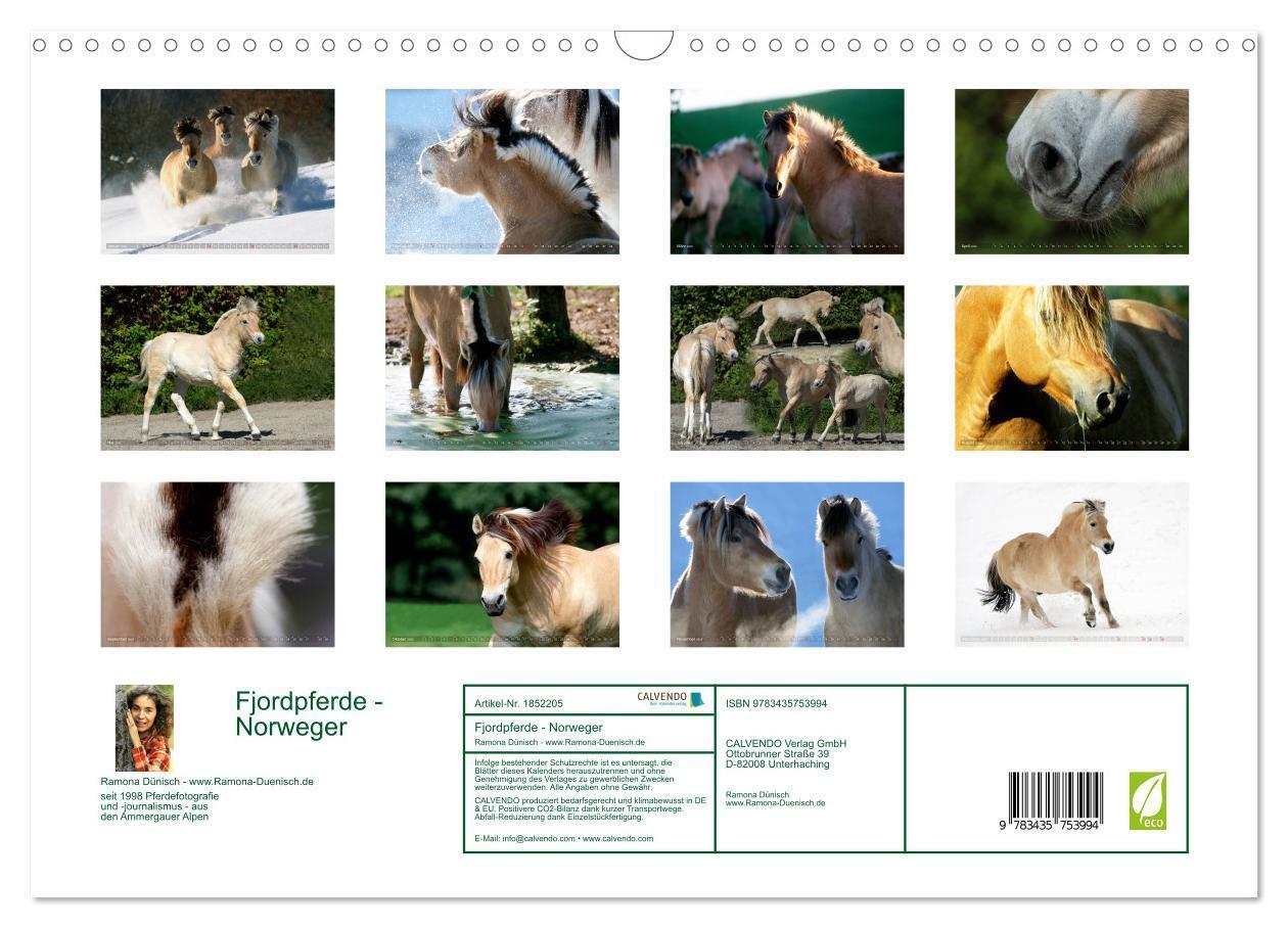 Bild: 9783435753994 | Fjordpferde - Norweger (Wandkalender 2025 DIN A3 quer), CALVENDO...