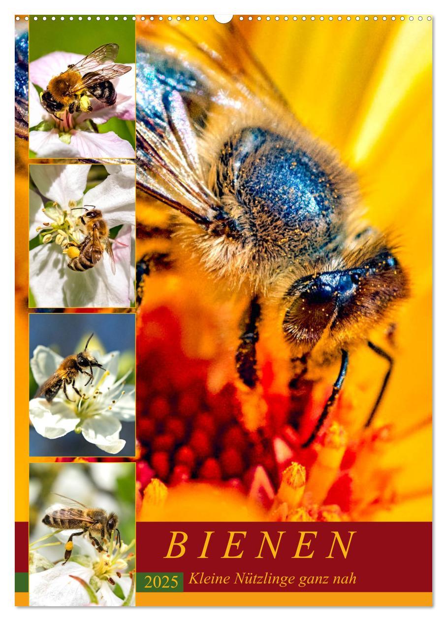 Cover: 9783435966219 | BIENEN - Kleine Nützlinge ganz nah (Wandkalender 2025 DIN A2 hoch),...