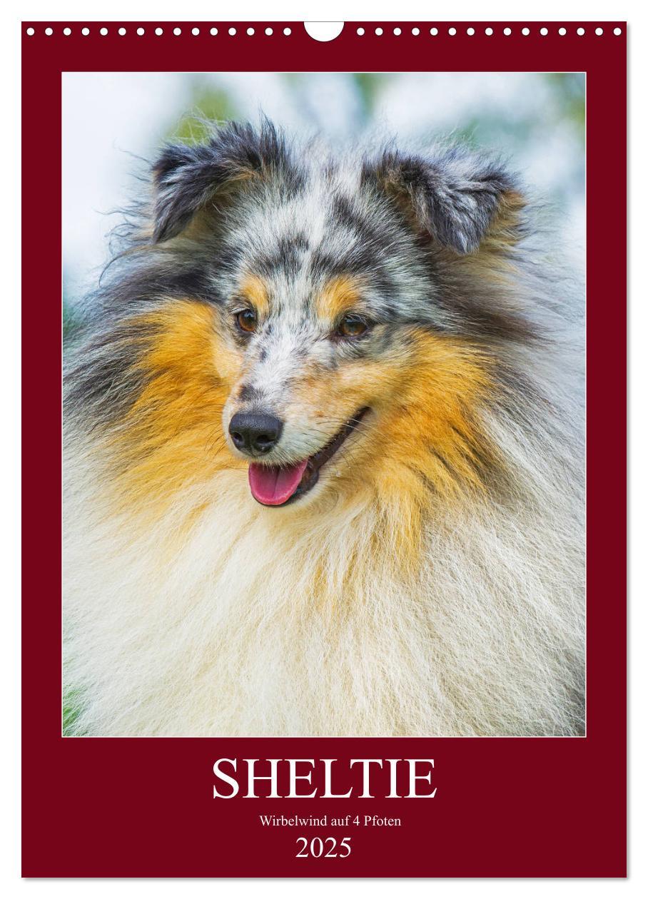 Cover: 9783435960101 | Sheltie - Wirbelwind auf 4 Pfoten (Wandkalender 2025 DIN A3 hoch),...