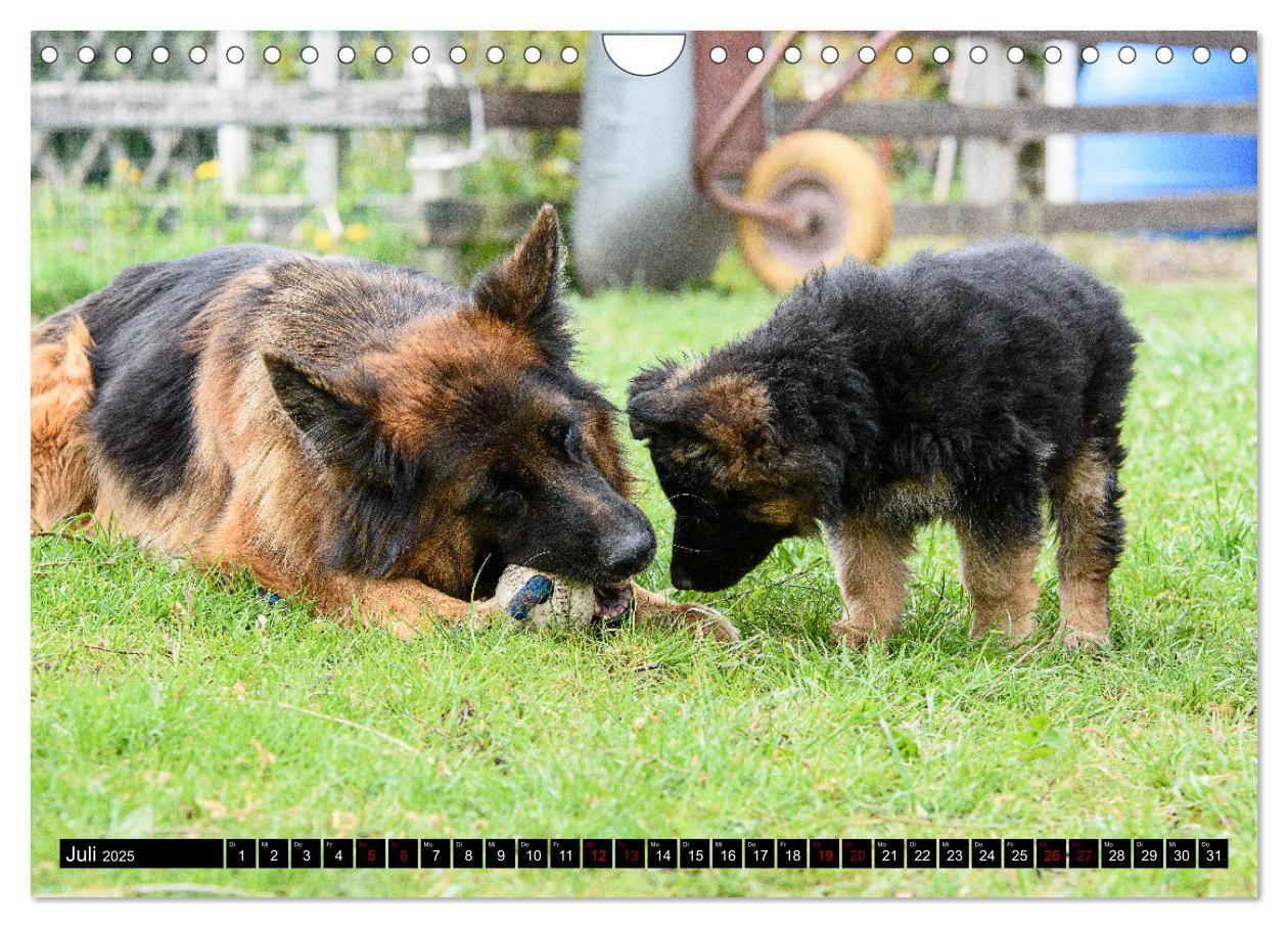 Bild: 9783383860904 | Langstockhaar - Schäferhund - Babys (Wandkalender 2025 DIN A4...