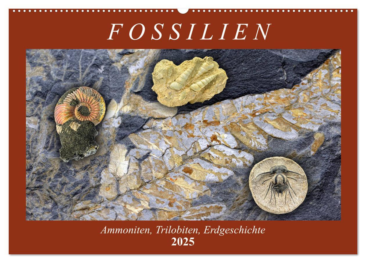 Cover: 9783435253517 | Fossilien - Ammoniten, Trilobiten, Erdgeschichte (Wandkalender 2025...