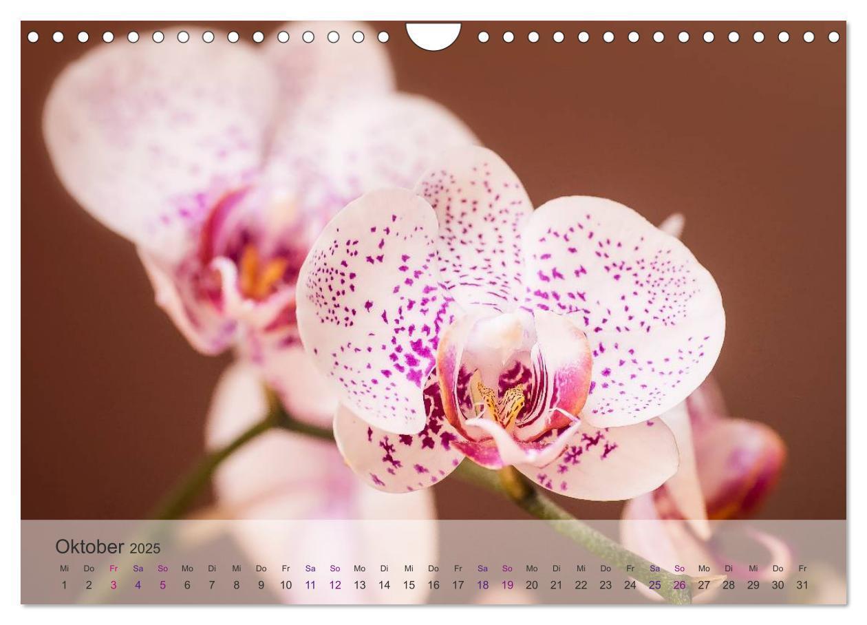 Bild: 9783435689750 | Phalaenopsis - die zauberhafte Welt der Orchideen (Wandkalender...