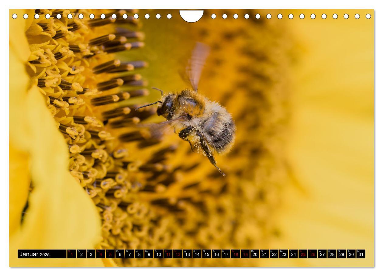 Bild: 9783383839030 | Hummeln - Flugaufnahmen eines faszinierenden Insekts (Wandkalender...