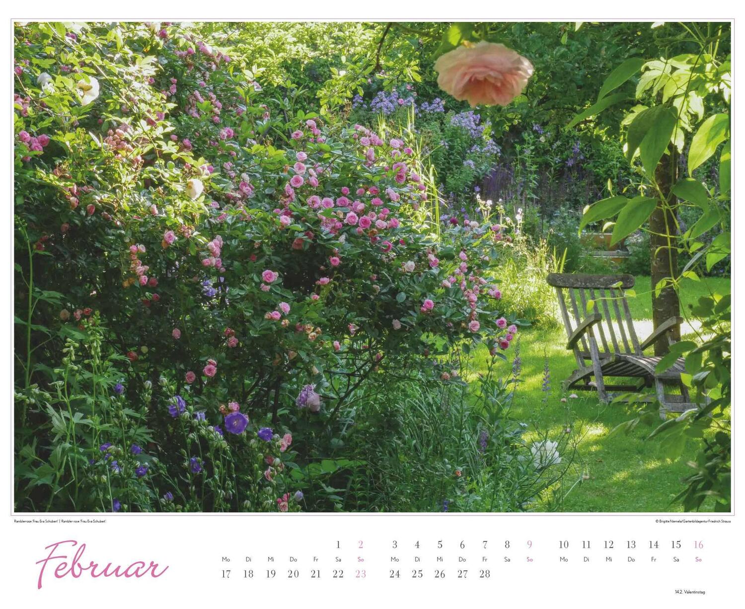 Bild: 4250809653457 | Im Rosengarten 2025 - DUMONT Garten-Kalender - Querformat 52 x 42,5...