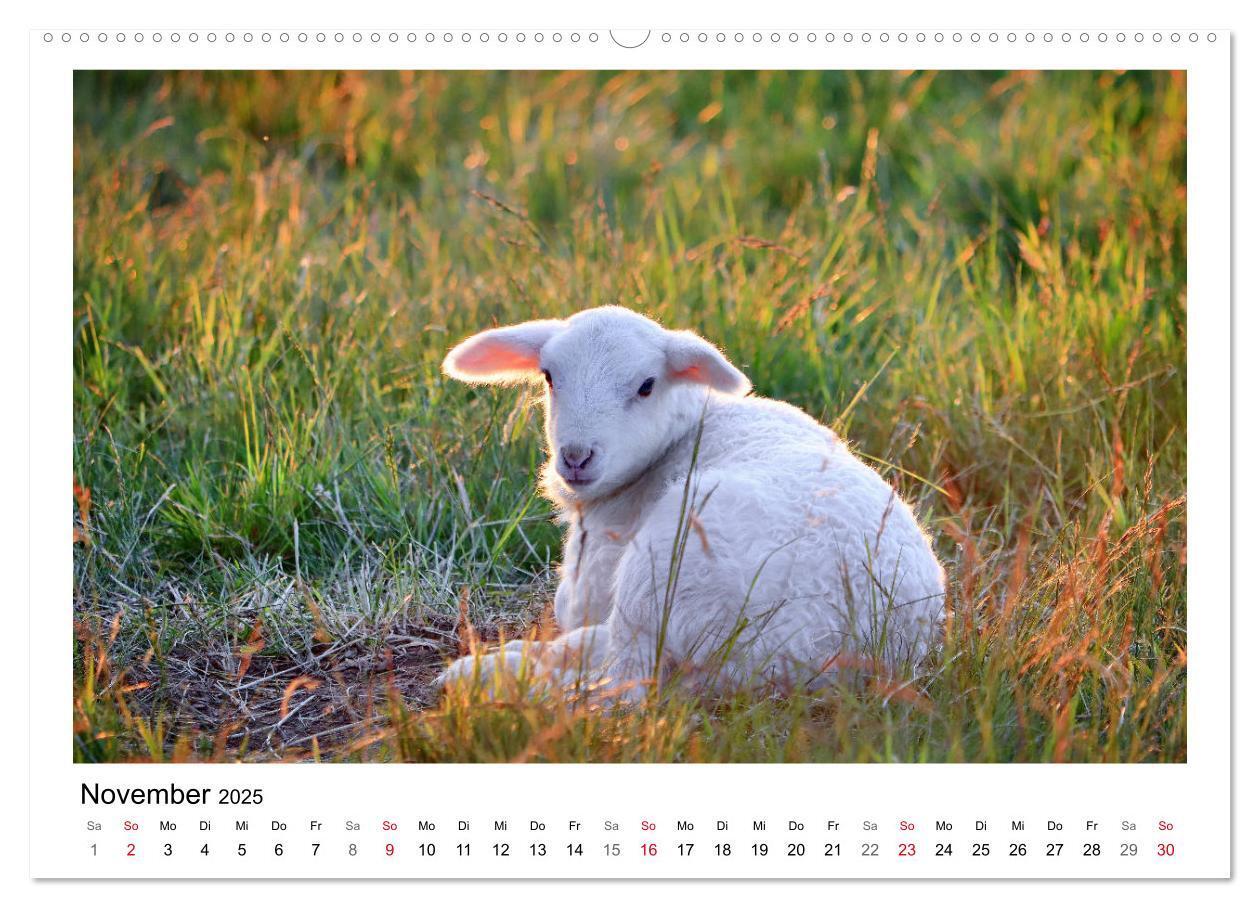 Bild: 9783435429318 | Schäfchen zählen - Mit Schafen durchs Jahr (Wandkalender 2025 DIN...