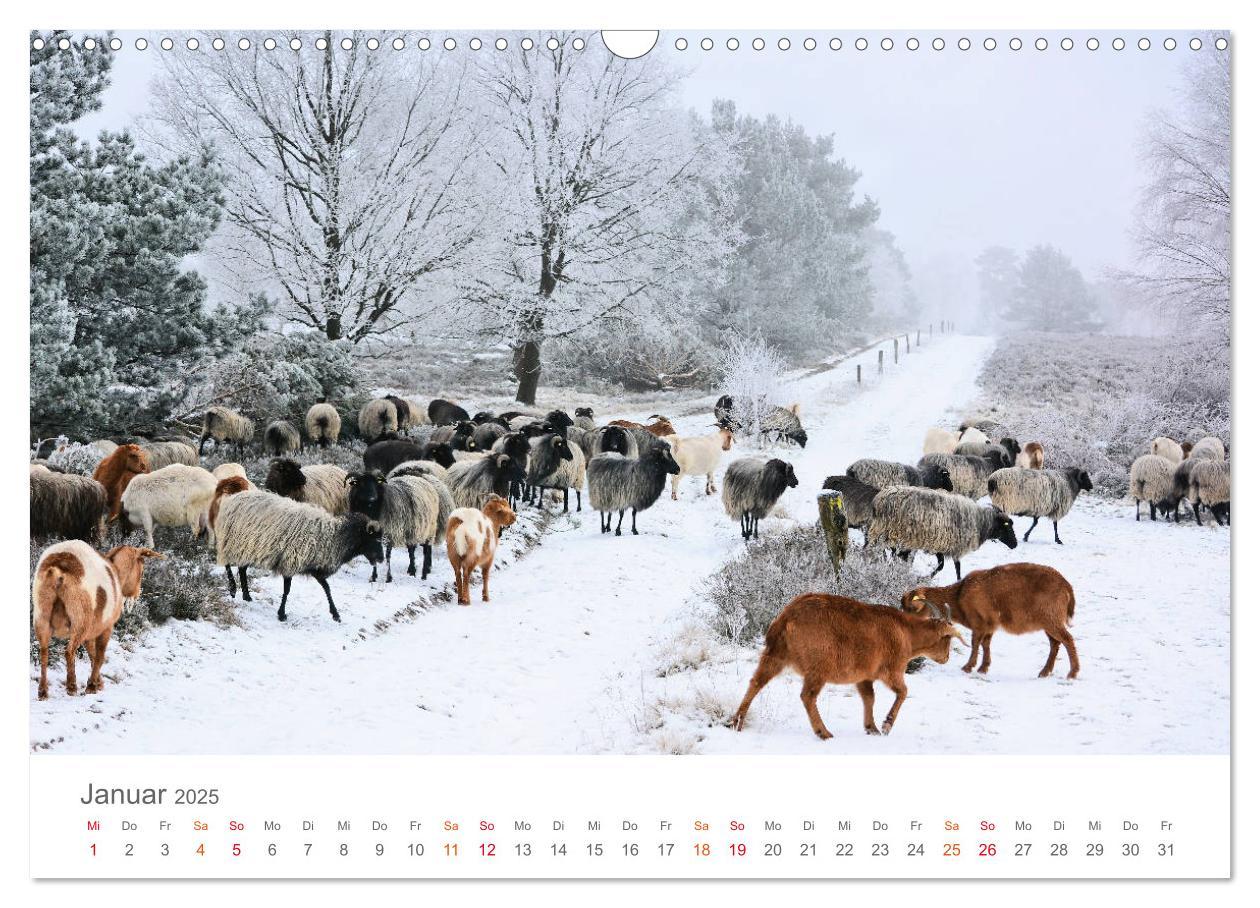 Bild: 9783435300006 | Unterwegs im Heidekreis (Wandkalender 2025 DIN A3 quer), CALVENDO...