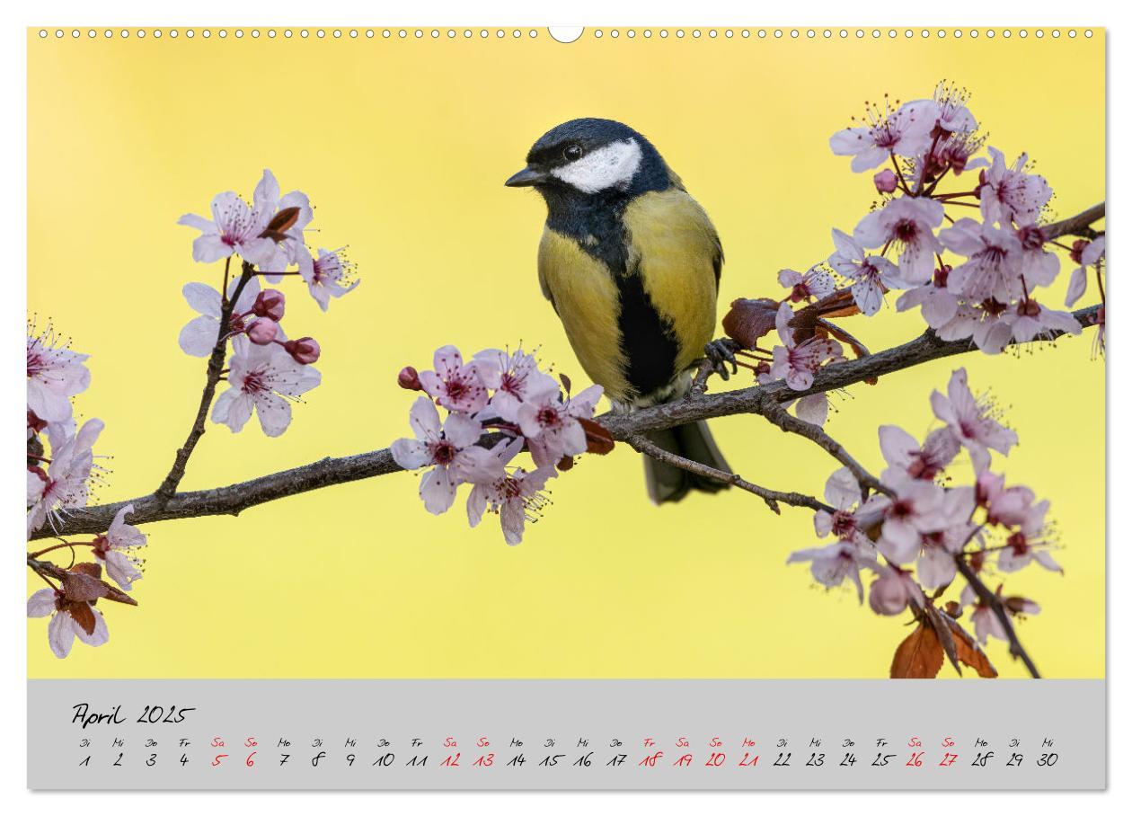 Bild: 9783435059508 | Bunte Vögel am Futterplatz (hochwertiger Premium Wandkalender 2025...