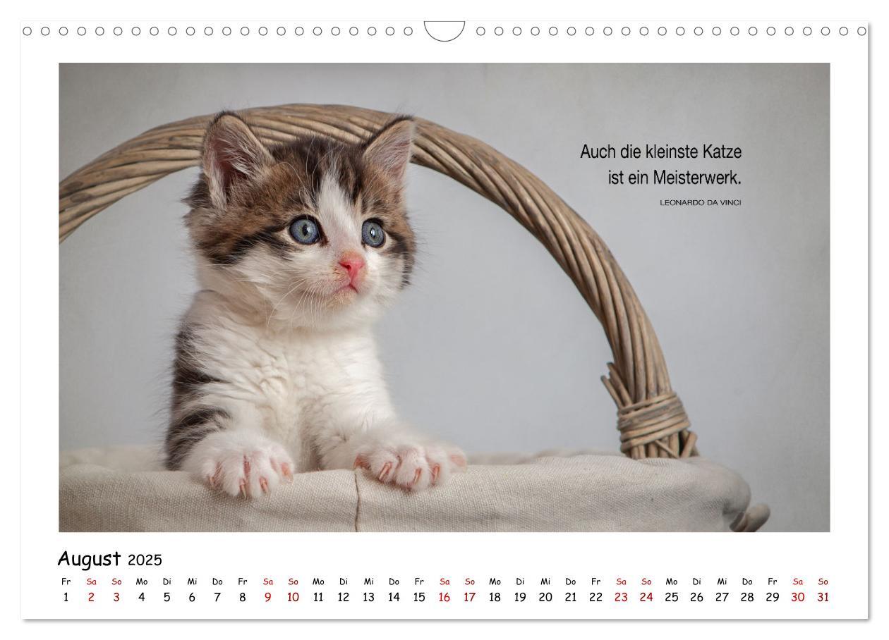 Bild: 9783435086481 | Kätzchen-Kalender mit Sprüchen (Wandkalender 2025 DIN A3 quer),...