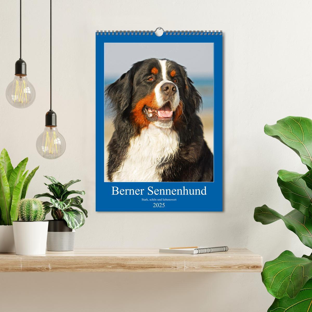 Bild: 9783435960651 | Berner Sennenhund - stark , schön und liebenswert (Wandkalender...