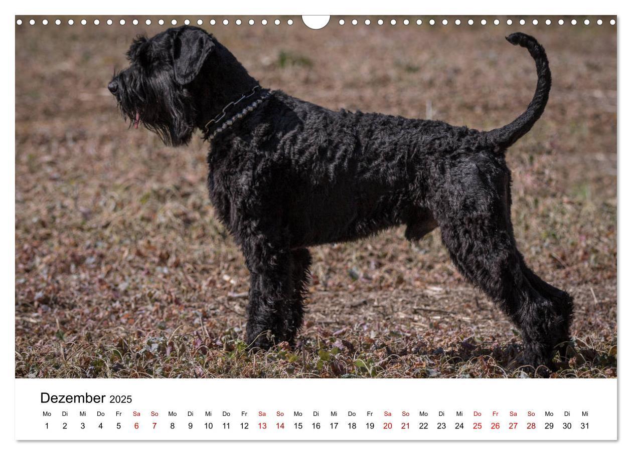 Bild: 9783435424535 | Schnauzer... von Zwergen und Riesen 2025 (Wandkalender 2025 DIN A3...