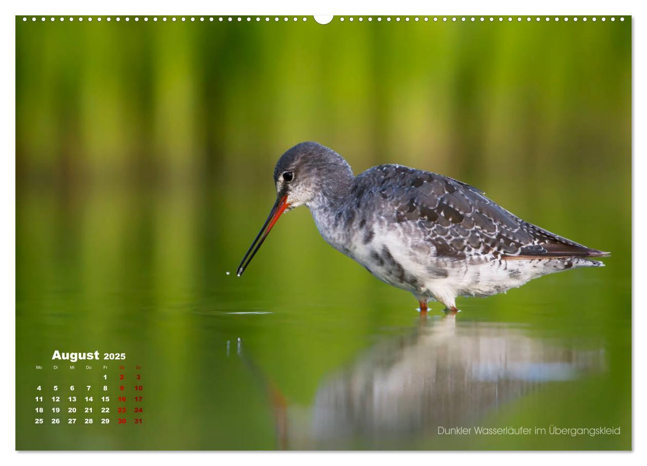 Bild: 9783435379392 | Wattvögel an der Friesischen IJsselmeerküste (Wandkalender 2025 DIN...