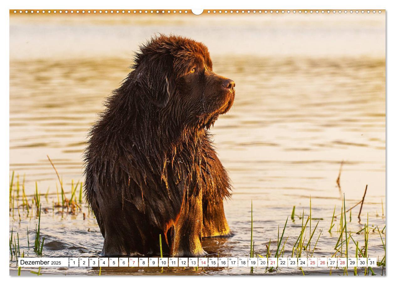 Bild: 9783435305650 | Neufundländer - Das Wasser ist ihr Element (Wandkalender 2025 DIN...