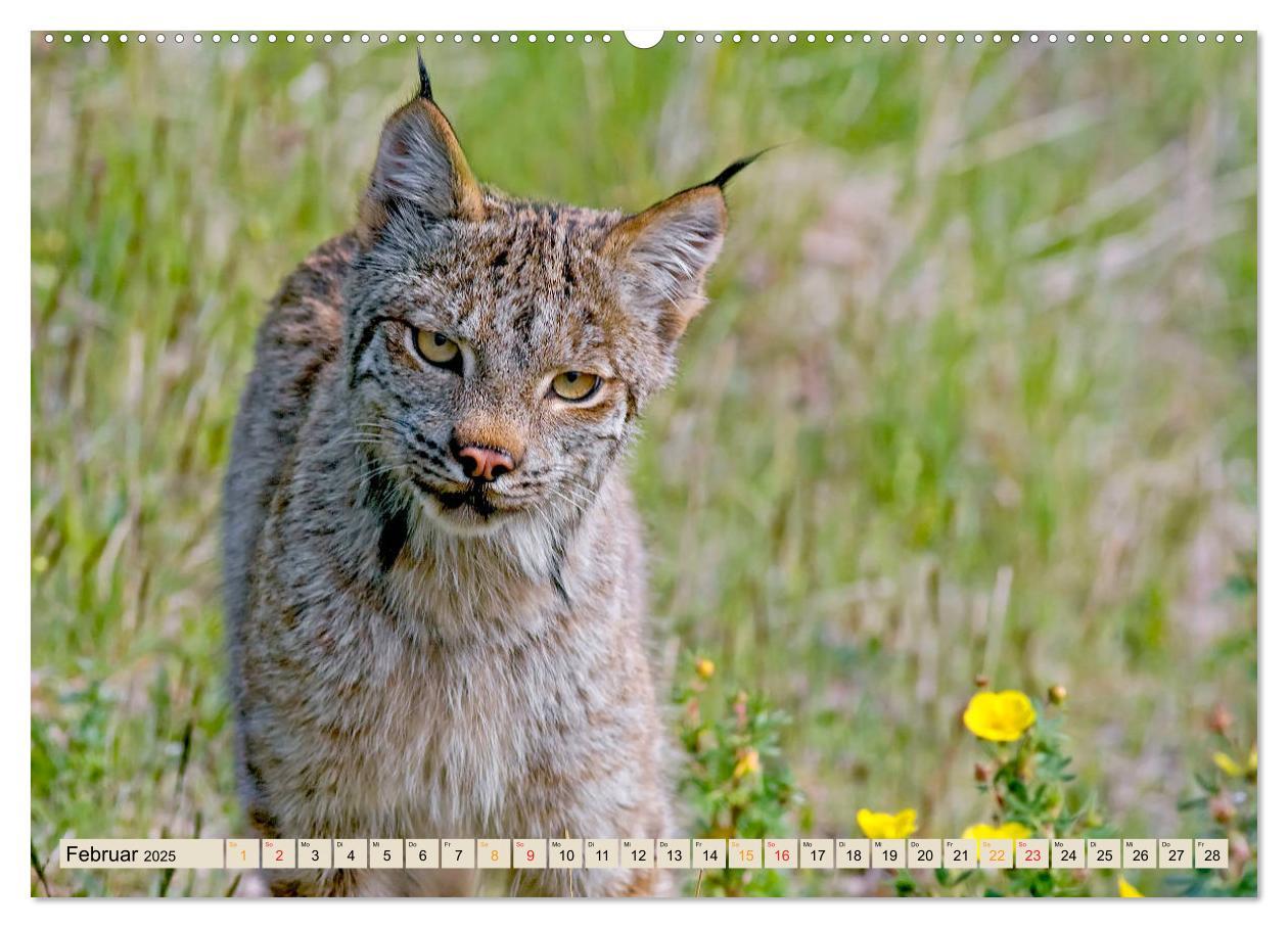 Bild: 9783435118144 | Raubkatze Luchs (Wandkalender 2025 DIN A2 quer), CALVENDO...