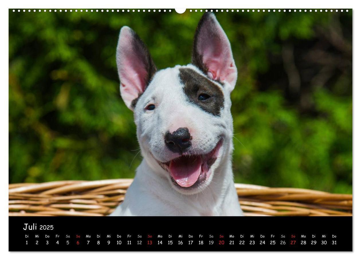 Bild: 9783435768127 | Bullterrier (Wandkalender 2025 DIN A2 quer), CALVENDO Monatskalender