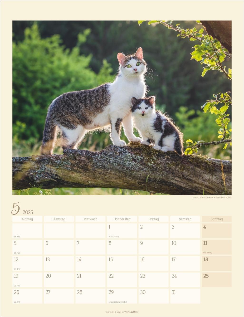 Bild: 9783839900505 | Katzen auf dem Lande Kalender 2025 | Kalender | Spiralbindung | 14 S.