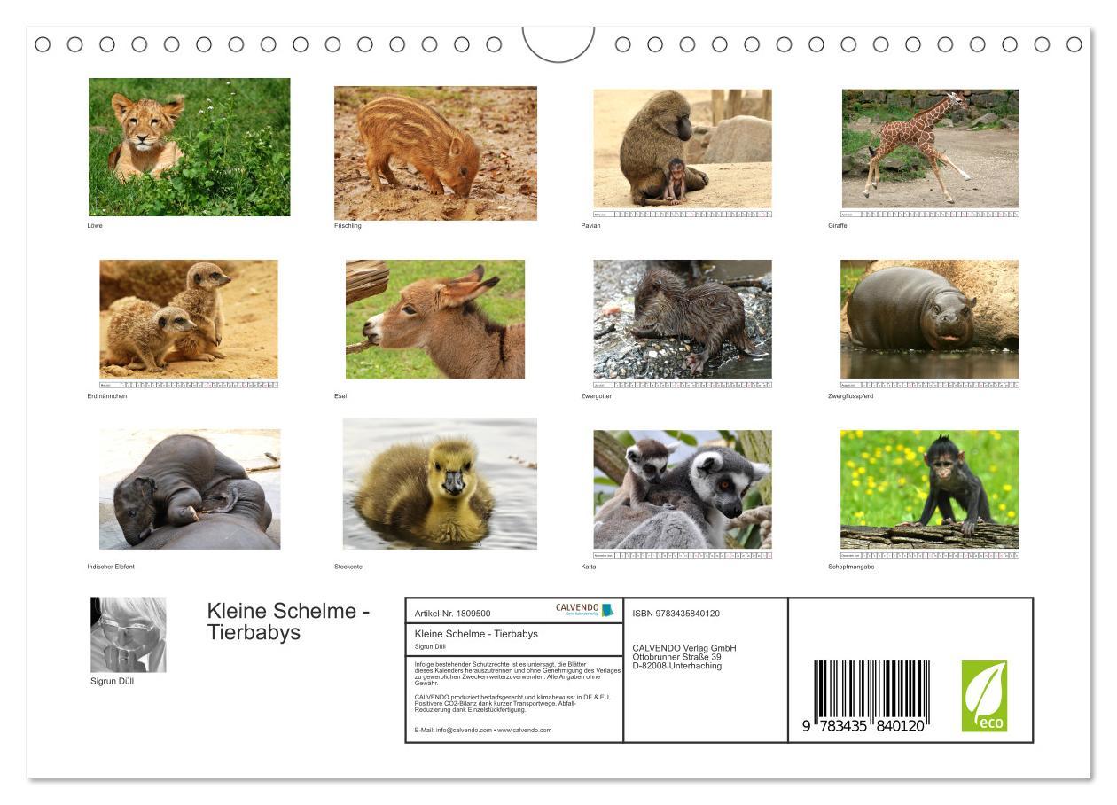 Bild: 9783435840120 | Kleine Schelme - Tierbabys (Wandkalender 2025 DIN A4 quer),...