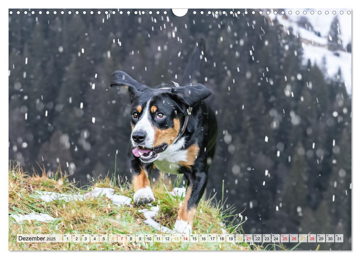 Bild: 9783457198964 | Entlebucher - Temperamentvolle Schweizer Sennenhunde (Wandkalender...