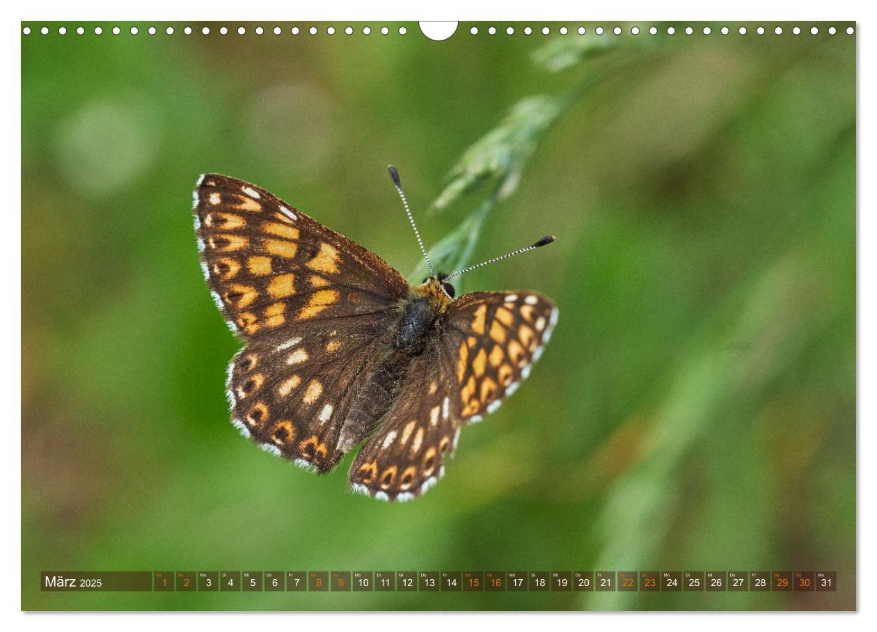 Bild: 9783383973659 | Schmetterlinge - von Blüte zu Blüte - (Wandkalender 2025 DIN A3...