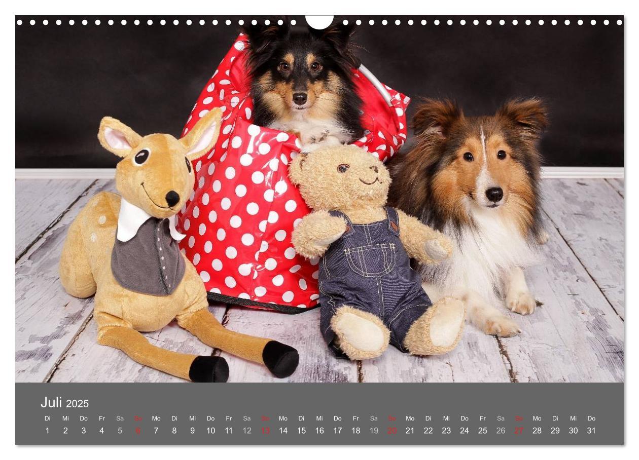 Bild: 9783435731756 | Shelties : Charmeure auf 4 Pfoten (Wandkalender 2025 DIN A3 quer),...