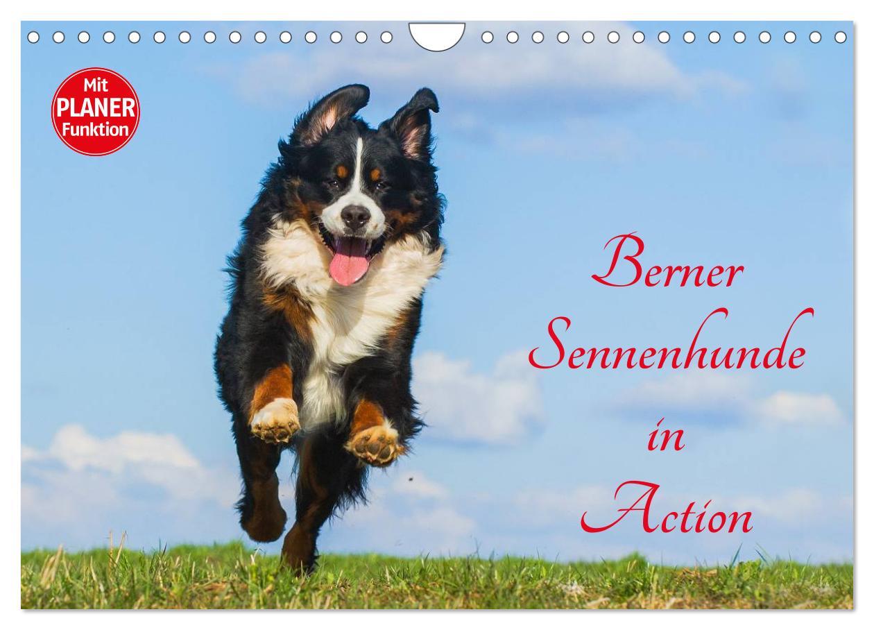 Cover: 9783435545797 | Berner Sennenhunde in Action (Wandkalender 2025 DIN A4 quer),...