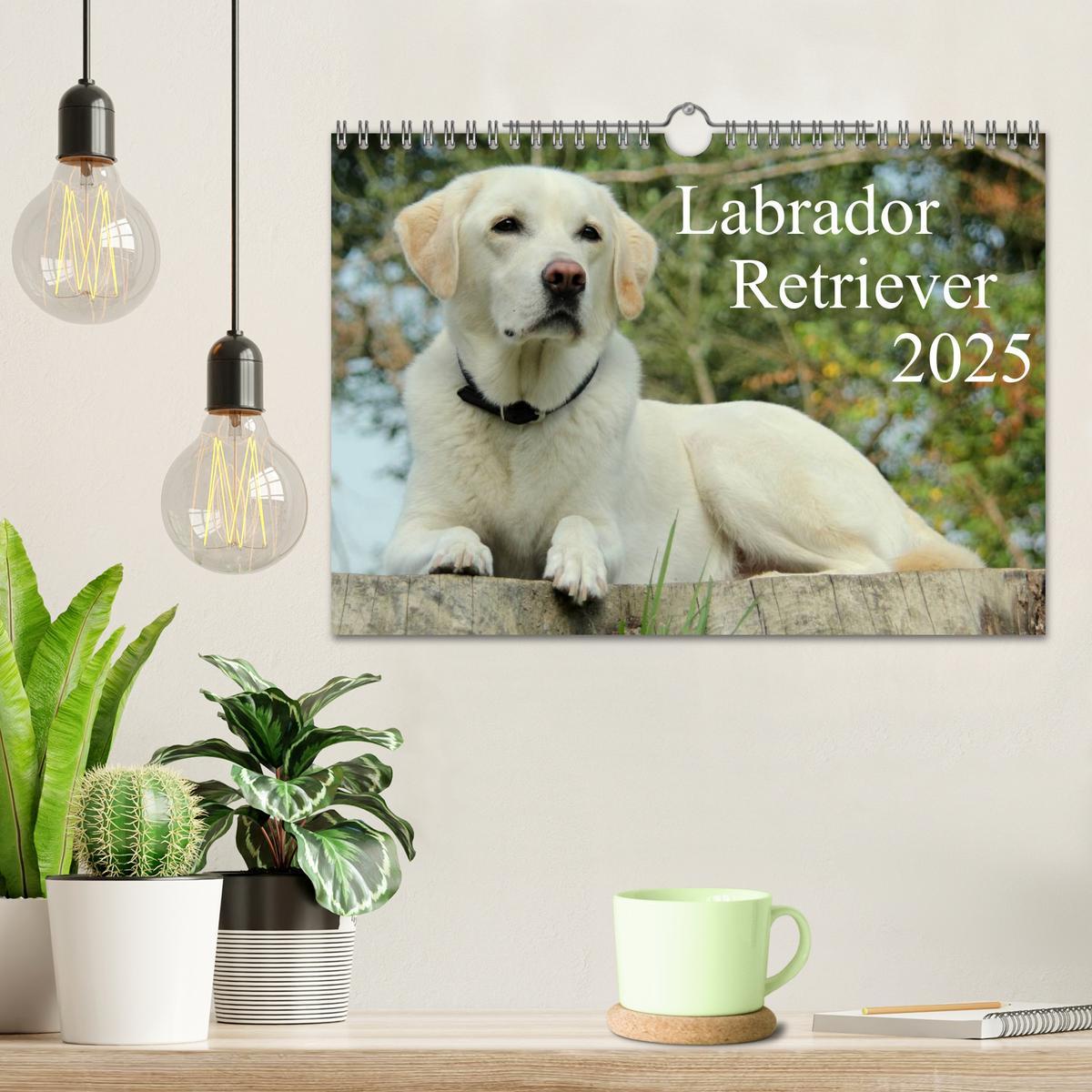 Bild: 9783435757114 | Labrador Retriever 2025 (Wandkalender 2025 DIN A4 quer), CALVENDO...