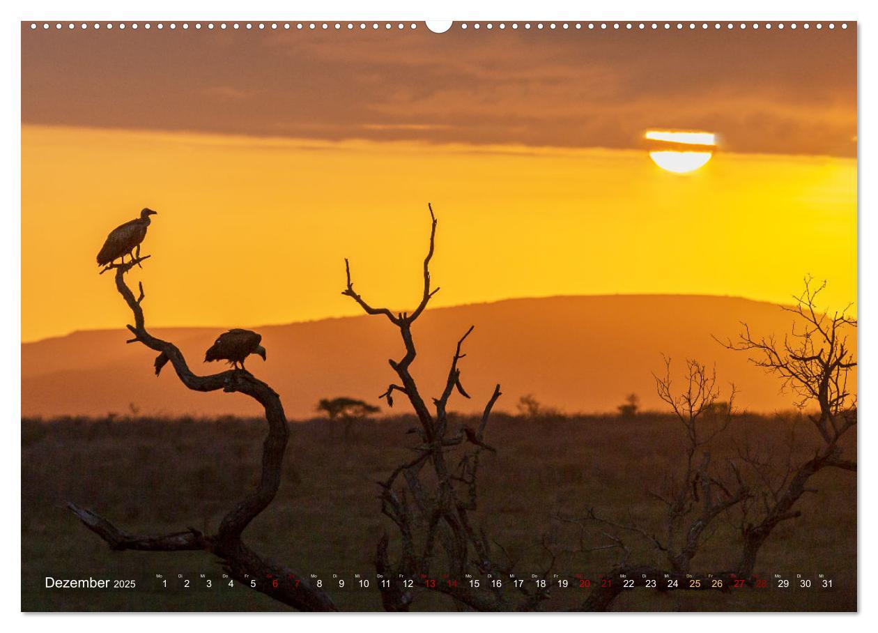 Bild: 9783383976285 | Südafrika wunderbare Tierwelt (Wandkalender 2025 DIN A2 quer),...