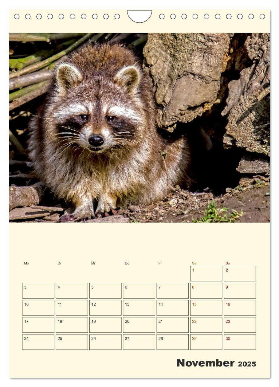 Bild: 9783435903825 | Drolliger Waschbär (Wandkalender 2025 DIN A4 hoch), CALVENDO...