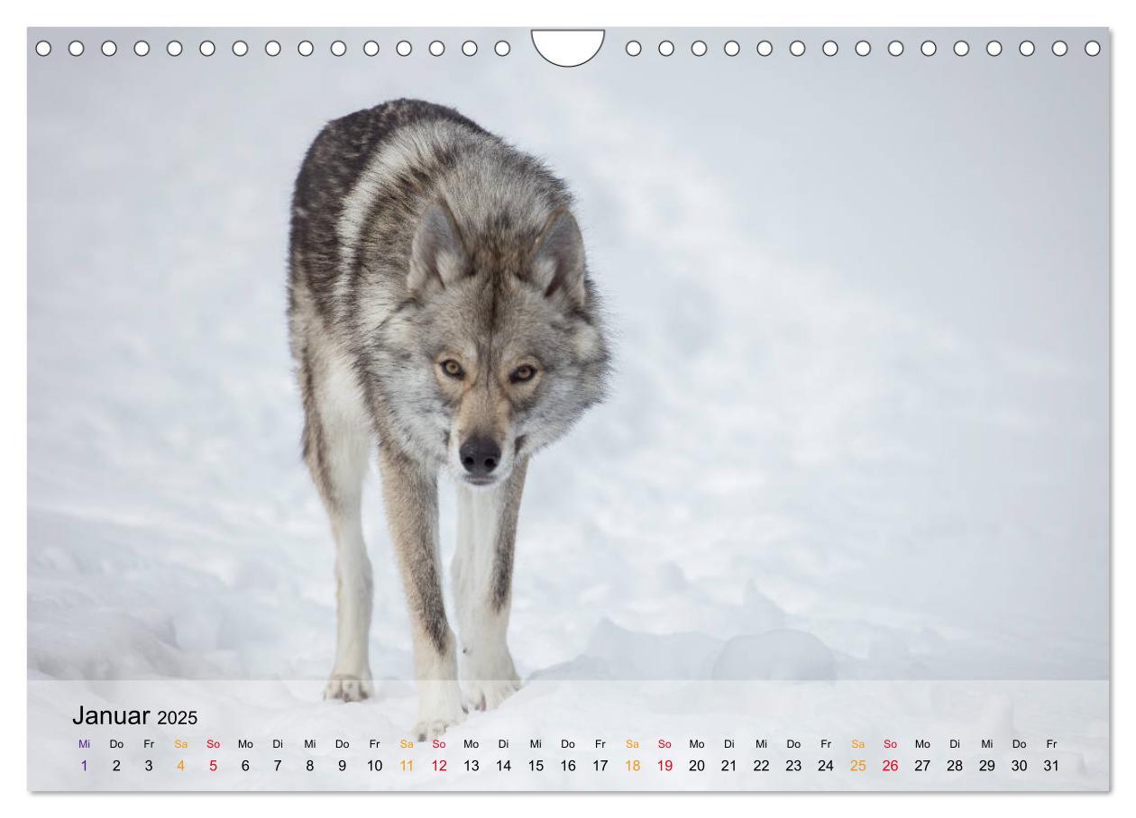 Bild: 9783435422081 | Wolfshunde 2025 (Wandkalender 2025 DIN A4 quer), CALVENDO...