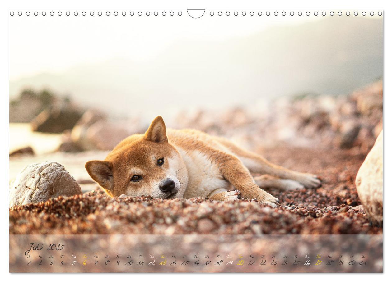 Bild: 9783435051502 | Shiba Inu - mutig, treu, selbstbewusst (Wandkalender 2025 DIN A3...