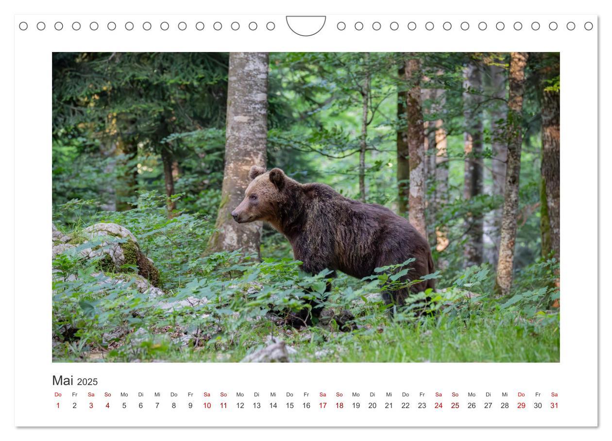 Bild: 9783383848100 | Slowenien - Wilde Bären und zauberhafte Natur (Wandkalender 2025...