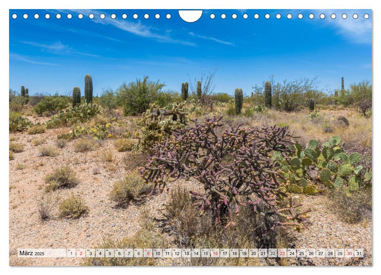 Bild: 9783435203079 | SAGUARO NATIONAL PARK Heimat des Saguaro-Kaktus (Wandkalender 2025...