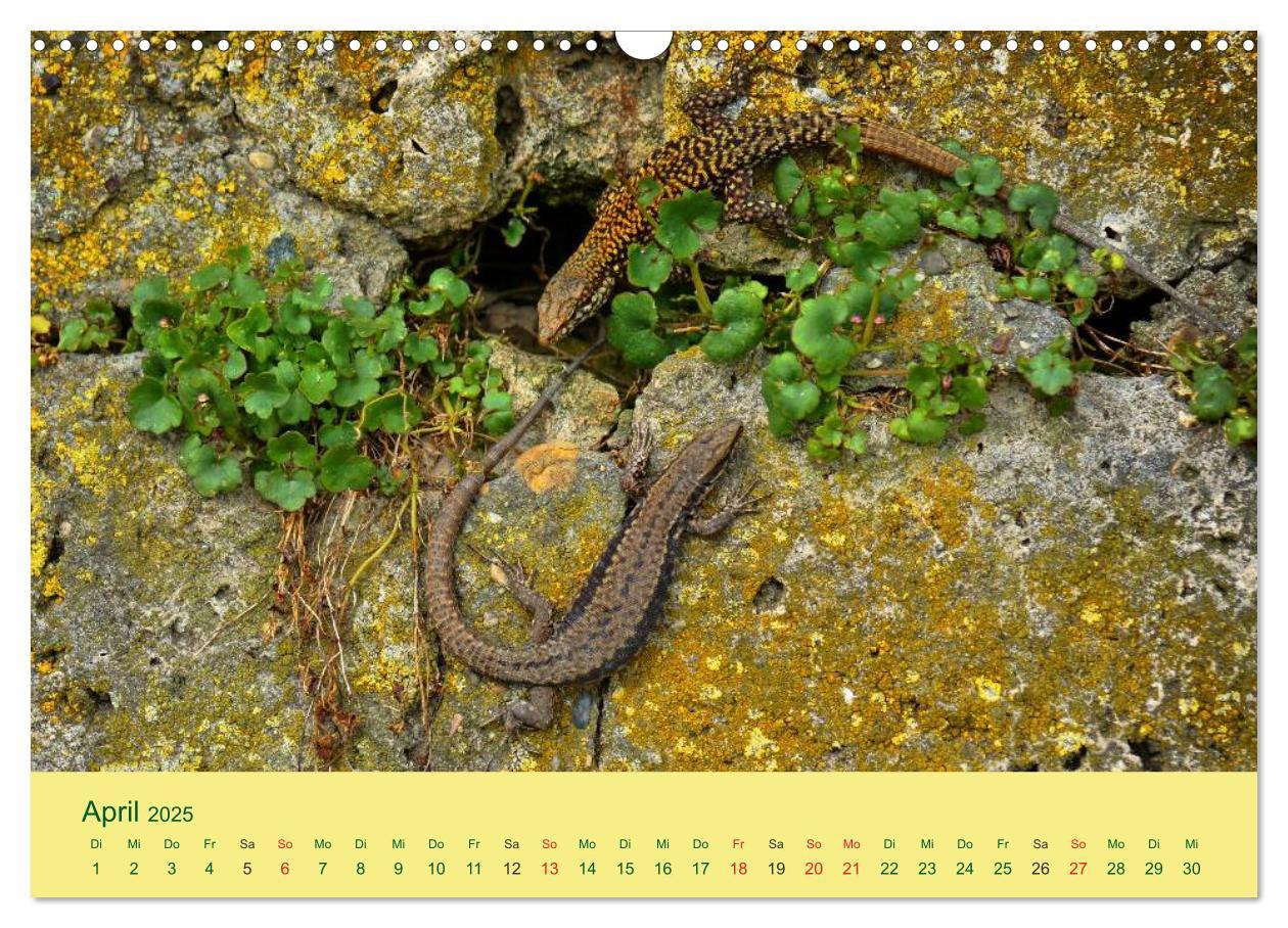 Bild: 9783435508822 | Flinke Eidechsen (Wandkalender 2025 DIN A3 quer), CALVENDO...