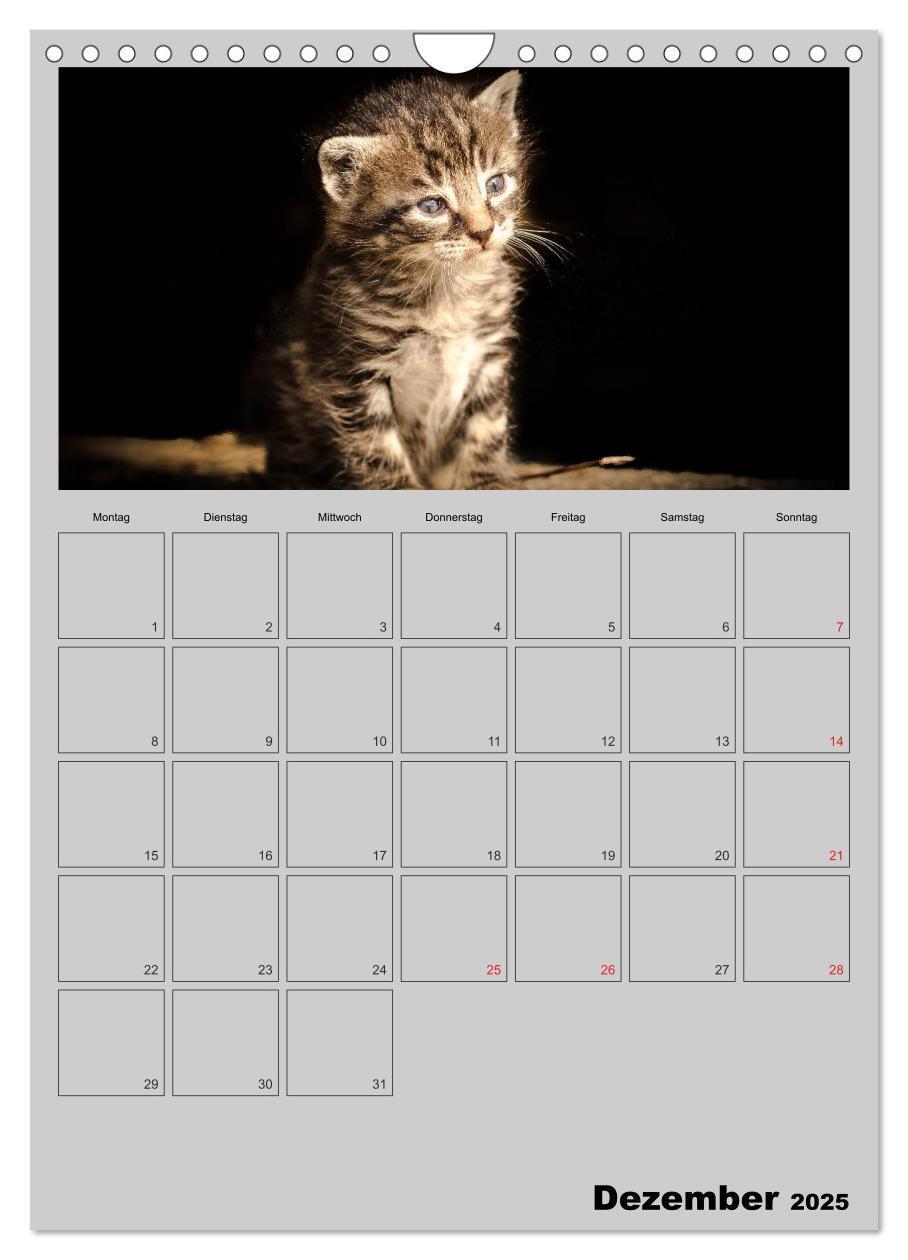 Bild: 9783457060391 | Mit Katzen durchs Jahr / Planer (Wandkalender 2025 DIN A4 hoch),...