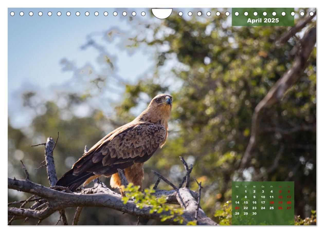 Bild: 9783383967399 | Auf Safari im Kruger National Park (Wandkalender 2025 DIN A4 quer),...