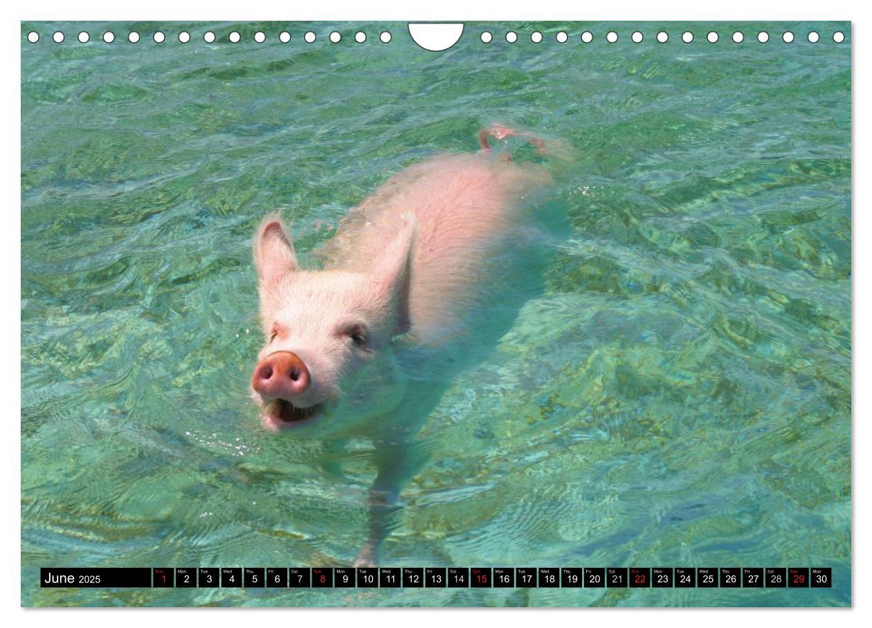 Bild: 9781325994007 | The Swimming Pigs of Bahamas (Wall Calendar 2025 DIN A4 landscape),...