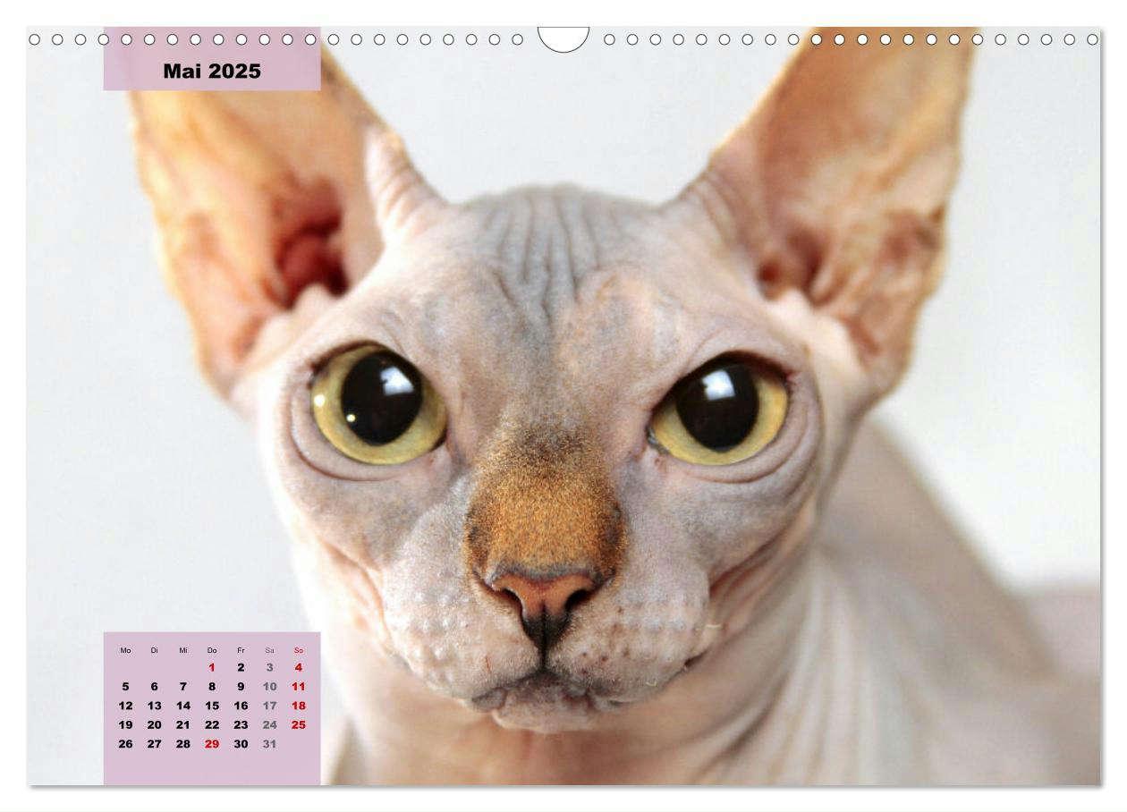 Bild: 9783435050086 | Sphinx. Grazile und anmutige Nacktkatzen (Wandkalender 2025 DIN A3...