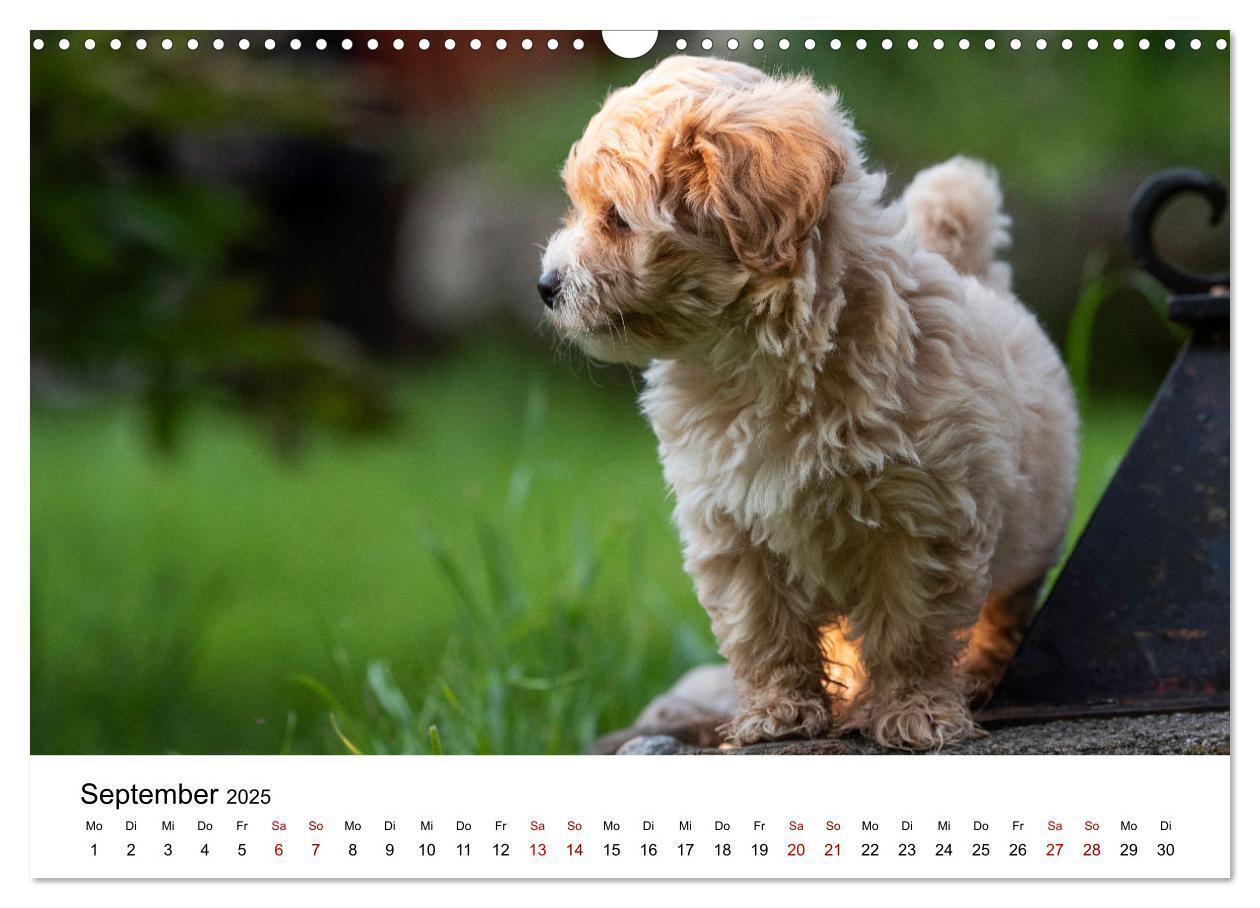 Bild: 9783435038053 | Maltipoo Welpen (Wandkalender 2025 DIN A3 quer), CALVENDO...