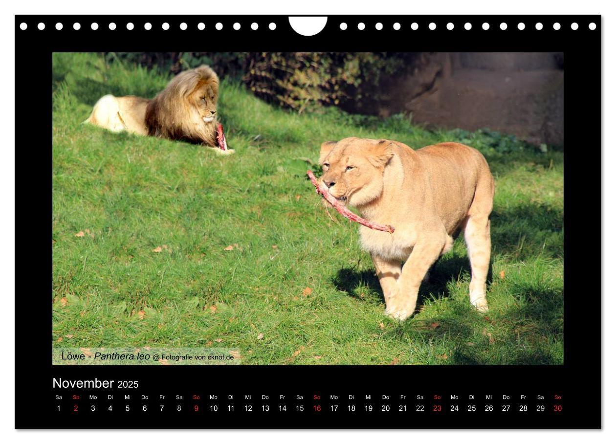 Bild: 9783435786183 | Wildtiere (Wandkalender 2025 DIN A4 quer), CALVENDO Monatskalender