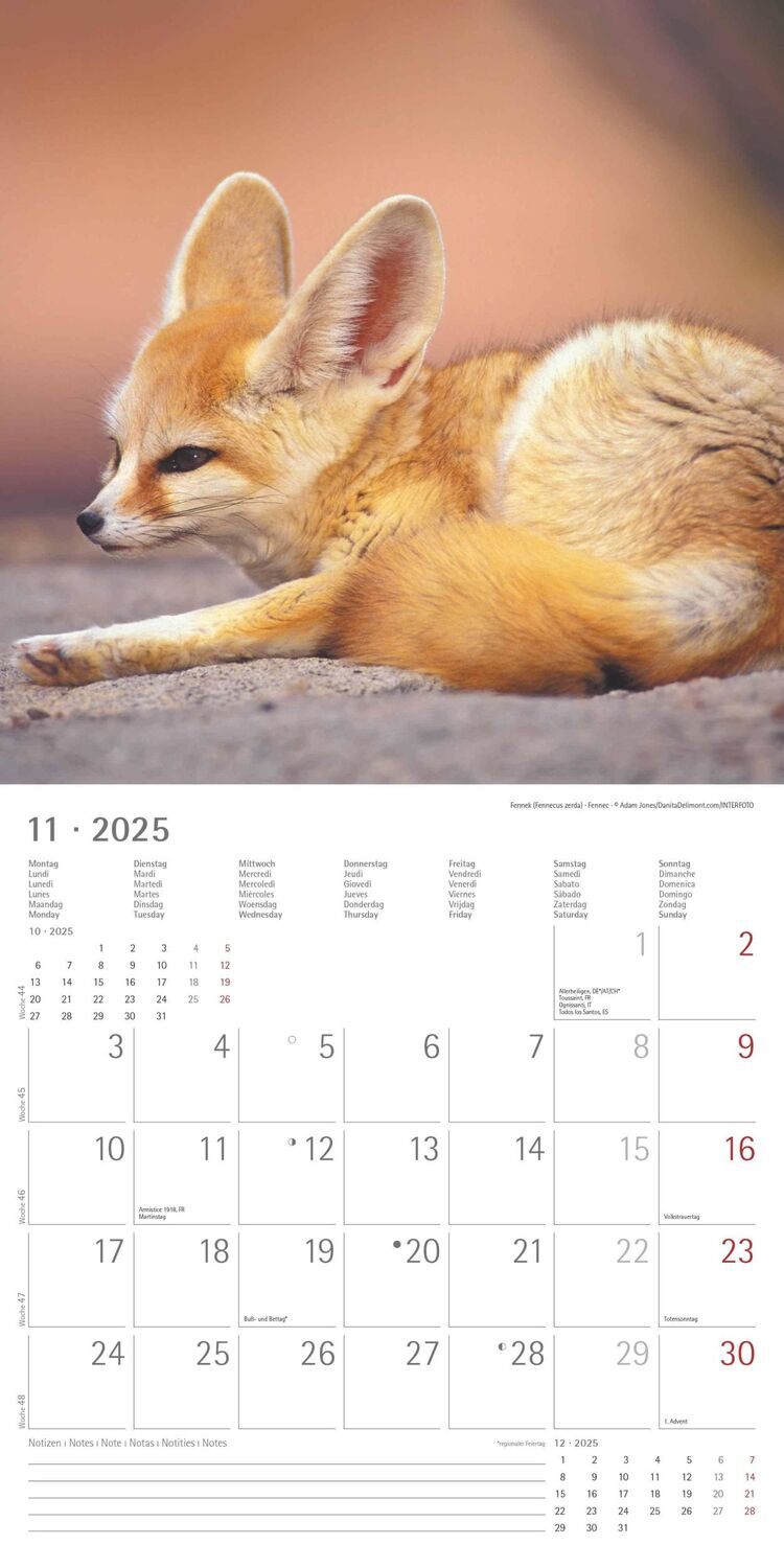 Bild: 4251732340773 | Tierbabys 2025 - Broschürenkalender 30x30 cm (30x60 geöffnet) -...