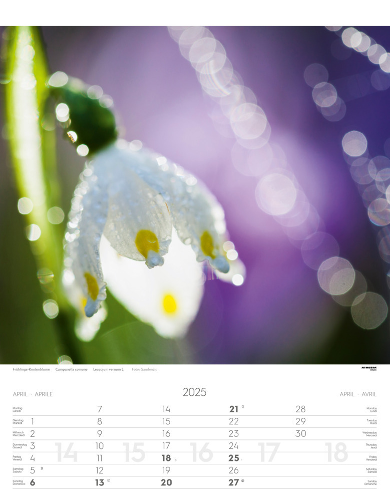 Bild: 9788868397425 | Alpenblumen Kalender 2025 | Fiori alpini - Alpine flowers | Verlag