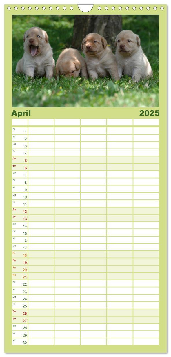 Bild: 9783457110102 | Familienplaner 2025 - Labrador Welpen mit 5 Spalten (Wandkalender,...