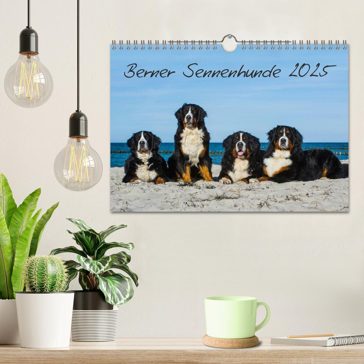 Bild: 9783435770861 | Berner Sennenhund 2025 (Wandkalender 2025 DIN A4 quer), CALVENDO...