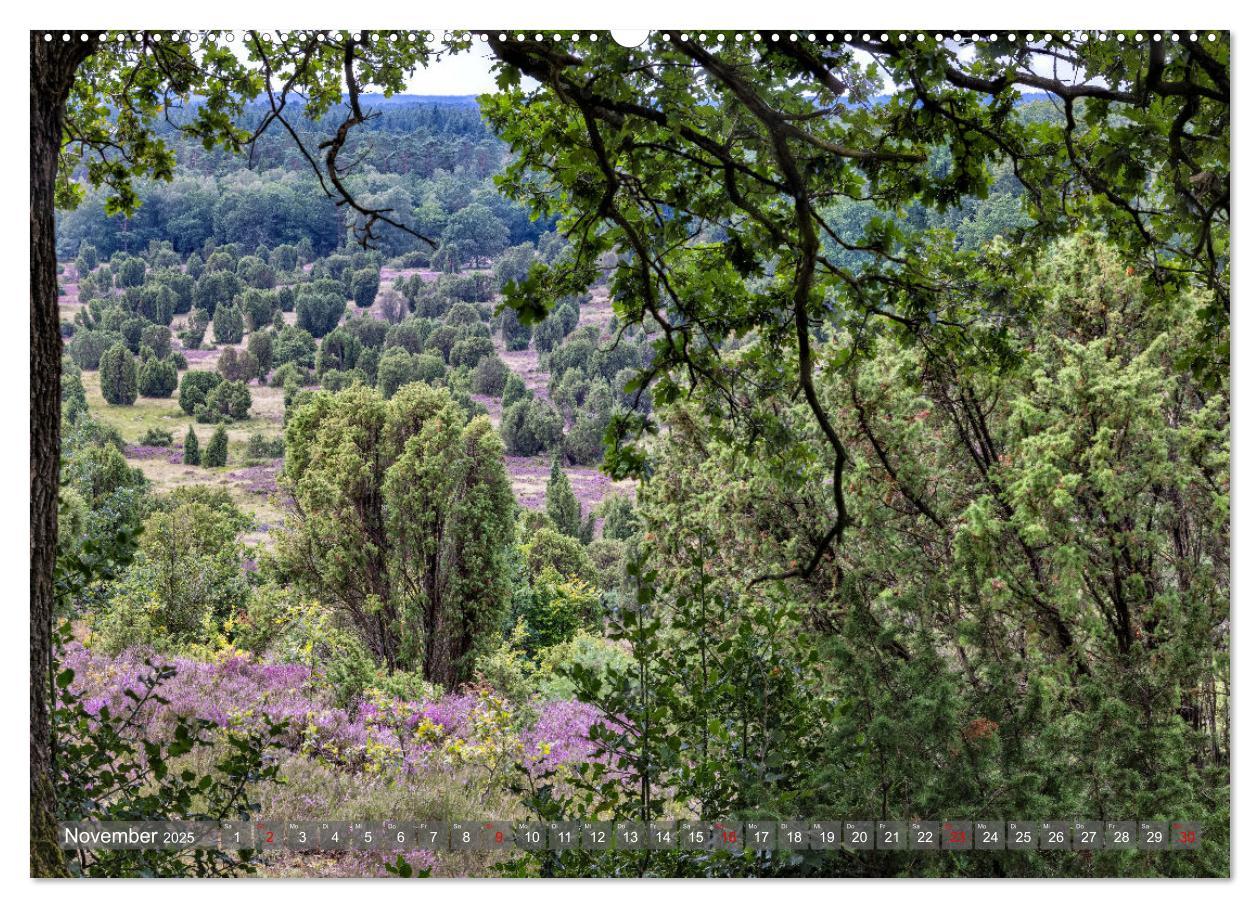 Bild: 9783383852541 | Die Lüneburger Heide - In voller Blüte (Wandkalender 2025 DIN A2...