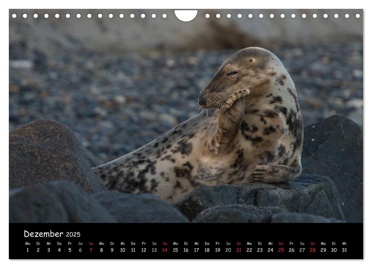 Bild: 9783435719075 | Robben auf Helgoland 2025 (Wandkalender 2025 DIN A4 quer), CALVENDO...