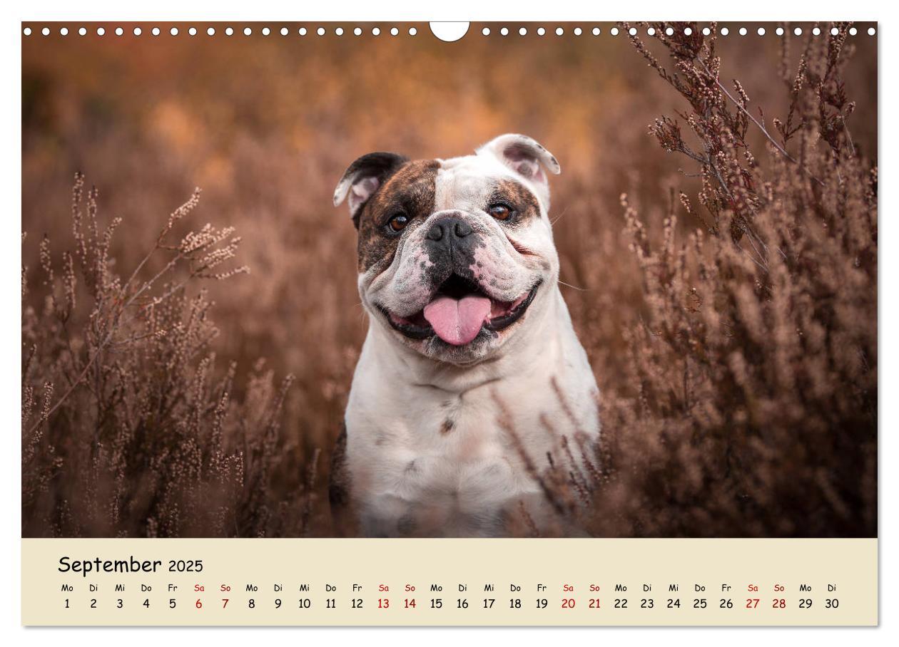 Bild: 9783435448050 | Englische Bulldoggen (Wandkalender 2025 DIN A3 quer), CALVENDO...