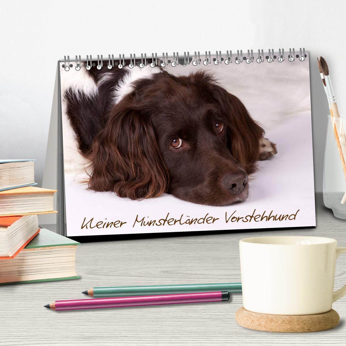 Bild: 9783435628728 | Kleiner Münsterländer Vorstehhund (Tischkalender 2025 DIN A5 quer),...