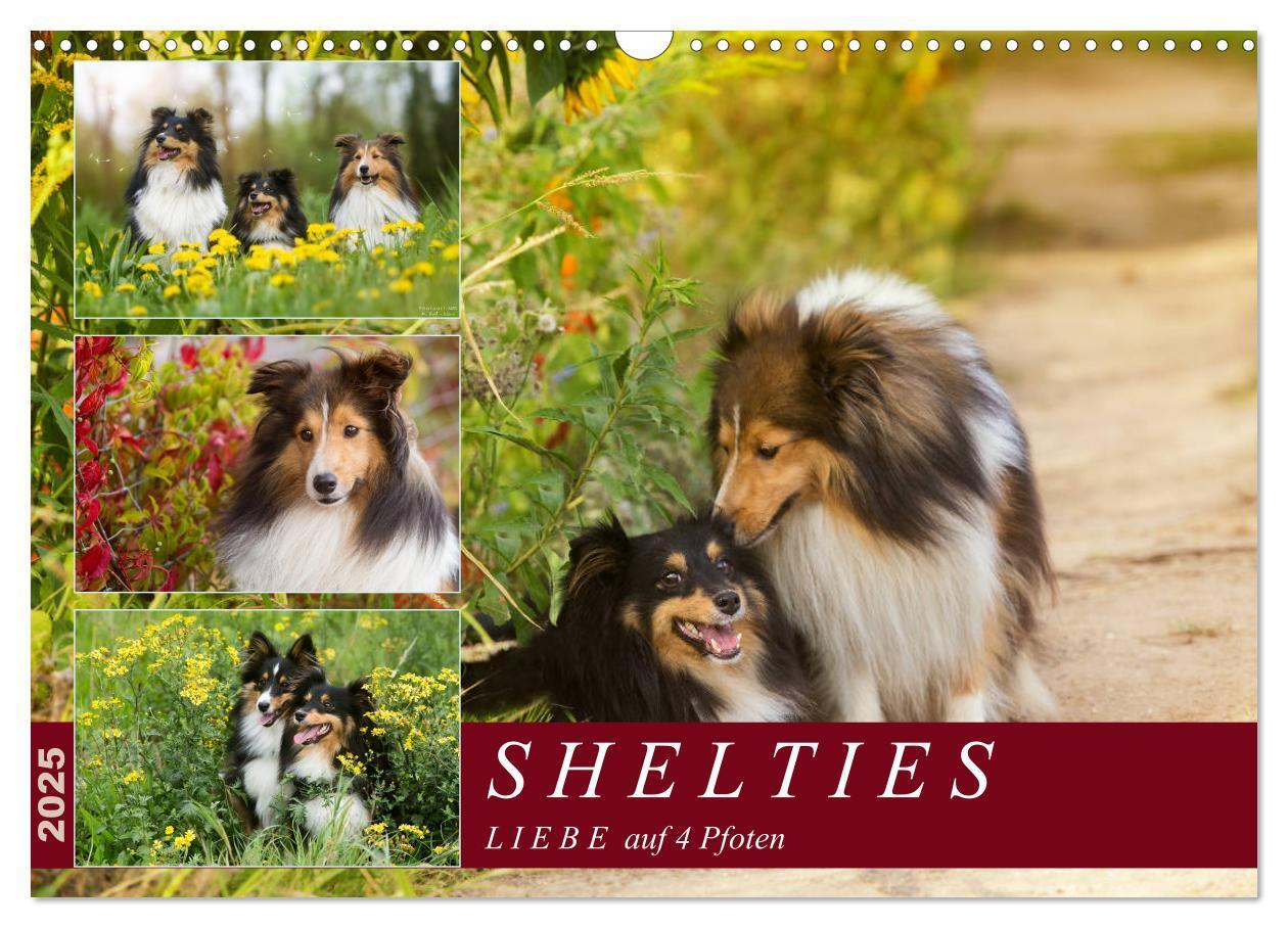 Cover: 9783435423415 | SHELTIES Liebe auf 4 Pfoten (Wandkalender 2025 DIN A3 quer),...